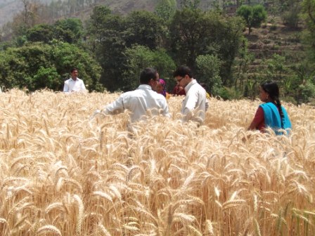 Rural Innovative Project